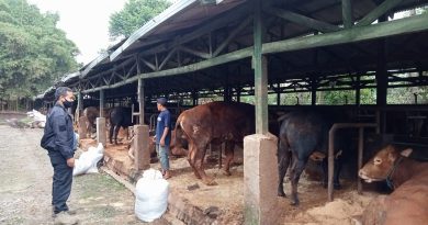 Polsek Bojong Bersama Dinas Peternakan Memantau Peternak Sapi  di Kec.Bojong Kab.Purwakarta.