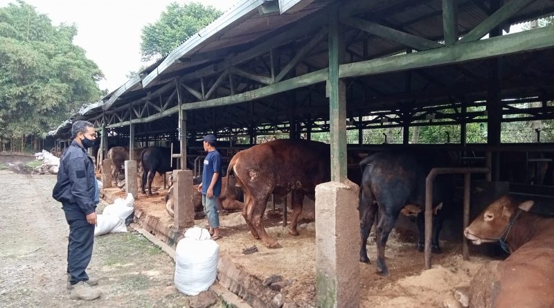 Polsek Bojong Bersama Dinas Peternakan Memantau Peternak Sapi  di Kec.Bojong Kab.Purwakarta.