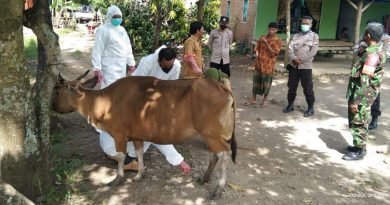 Cegah Penyebaran Virus PMK, Babinsa Kodim 1426 Takalar Gencarkan Edukasi Kepada Peternak