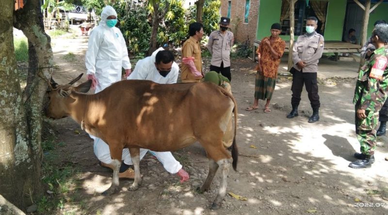 Cegah Penyebaran Virus PMK, Babinsa Kodim 1426 Takalar Gencarkan Edukasi Kepada Peternak