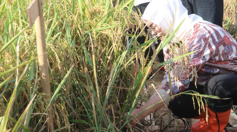 Bupati Purwakarta Jaga Ketahanan Pangan Nasional Cegah Lahan Pertanian di Purwakarta Berubah Fungsi.