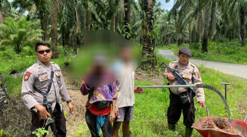 Panen Sawit di Milik perusahaan di Ringkus Polisi.