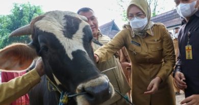 Pemkab Purwakarta Cegah Penularan Penyakit Hewan Vaksinasi Ratusan Sapi dan Kerbau