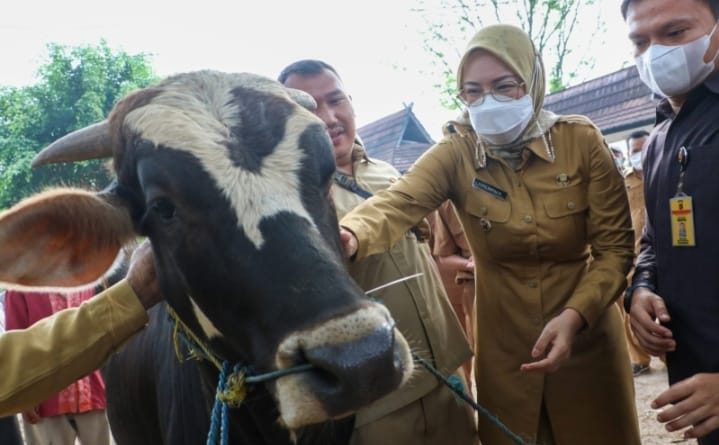 Pemkab Purwakarta Cegah Penularan Penyakit Hewan Vaksinasi Ratusan Sapi dan Kerbau