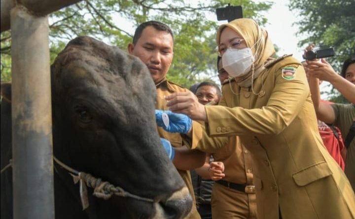 Bupati Anne Cek Hewan Jelang Idul Adha