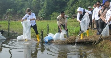 Bupati Anne Tebar Ribuan Benih Ikan Nila Dukung Ketahanan Pangan Warga Desa Citalang