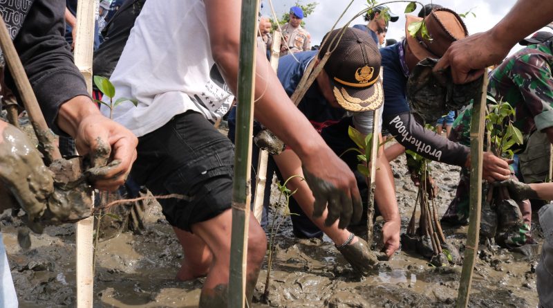 Pelestarian Lingkungan,IMIP Kembali Tanam 3.796 Mangrove