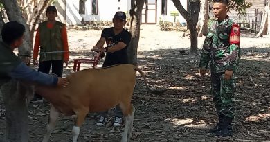 Cegah Penularan PMK, Babinsa Koramil Galesong Kawal Vaksinasi Hewan