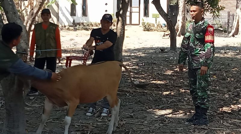 Cegah Penularan PMK, Babinsa Koramil Galesong Kawal Vaksinasi Hewan