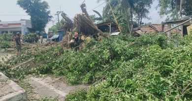 Pohon Caringin Ratusan Tahun Tumbang Kejalan Raya