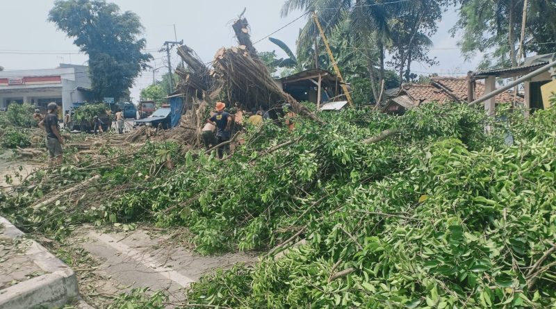 Pohon Caringin Ratusan Tahun Tumbang Kejalan Raya