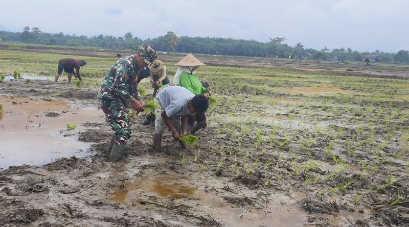 Mendukung Ketahanan Pangan Pangan Lokal Dan Meningkatkan Kesejahteraan Petani, Koramil 1311-03/Petasia bersama Masyarakat Tani Tanam Padi