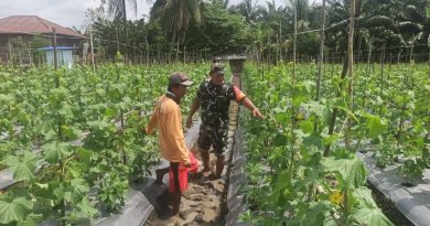 Pendampingan Babinsa Sertu Pamilu dalam Pengelolaan Tanaman Palawija di Desa Molores