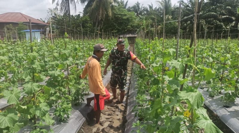 Pendampingan Babinsa Sertu Pamilu dalam Pengelolaan Tanaman Palawija di Desa Molores