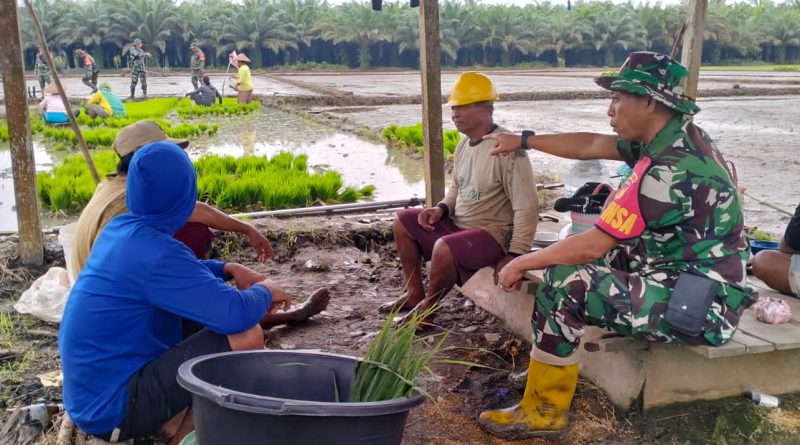 Komsos Desa Puntari Makmur,Sertu Suparman Berinteraksi Langsung Dengan  Kelompok Tani Padi