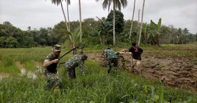 Tingkatkan Ketahanan Pangan, Para Babinsa Koramil 1311-04/Lembo Bersama Masyarakat olah Sawah