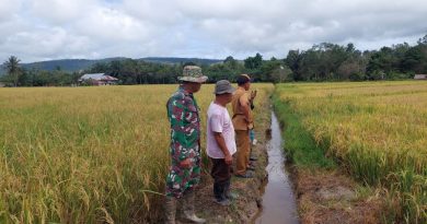 Mendukung Program Ketahanan Pangan Nasional Babinsa Koramil 1311-05/Mori Atas Dampingi Kelompok Tani