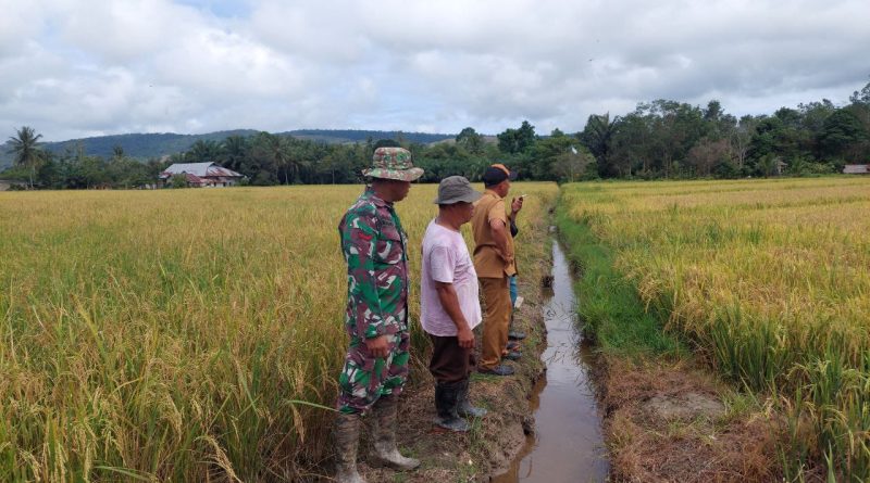 Mendukung Program Ketahanan Pangan Nasional Babinsa Koramil 1311-05/Mori Atas Dampingi Kelompok Tani