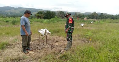 Pantau Perkembangan Tanaman Di Desa Babinsa Koramil 1311-05/Mori Atas Dampingi Kelompok Tani