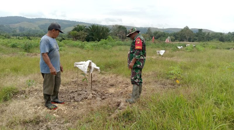 Pantau Perkembangan Tanaman Di Desa Babinsa Koramil 1311-05/Mori Atas Dampingi Kelompok Tani