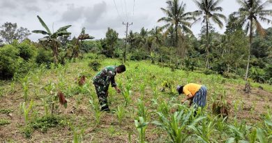 Dukung Program Ketahanan Pangan Nasional Babinsa Dampingi Petani Jagung Di Kecamatan Mori Atas