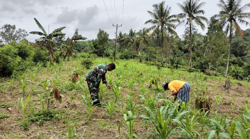 Dukung Program Ketahanan Pangan Nasional Babinsa Dampingi Petani Jagung Di Kecamatan Mori Atas