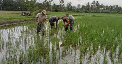 Mendukung Ketahanan Pangan Nasional, Praka Nikodemus,Bahu Membahu Tanam Bibit Padi Bersama Para Petani