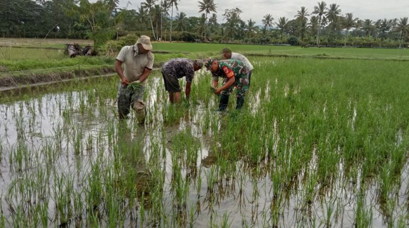 Mendukung Ketahanan Pangan Nasional, Praka Nikodemus,Bahu Membahu Tanam Bibit Padi Bersama Para Petani