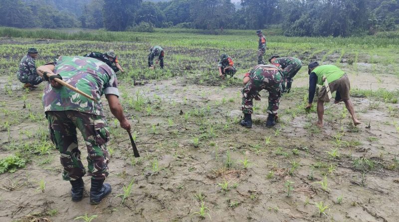 Meningkatkan Produksi Pangan,TNI Bantu Masyarakat Tani Tanam Jagung