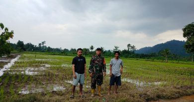 Dukung Program Ketahanan Pangan Nasional, Babinsa Dampingi Penanaman Padi  Desa Maleono