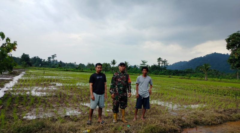 Dukung Program Ketahanan Pangan Nasional, Babinsa Dampingi Penanaman Padi  Desa Maleono