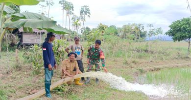 Babinsa Desa Tabarano Pimpin Langsung Uji Coba Mesin Pompanisasi Di Lahan Persawahan