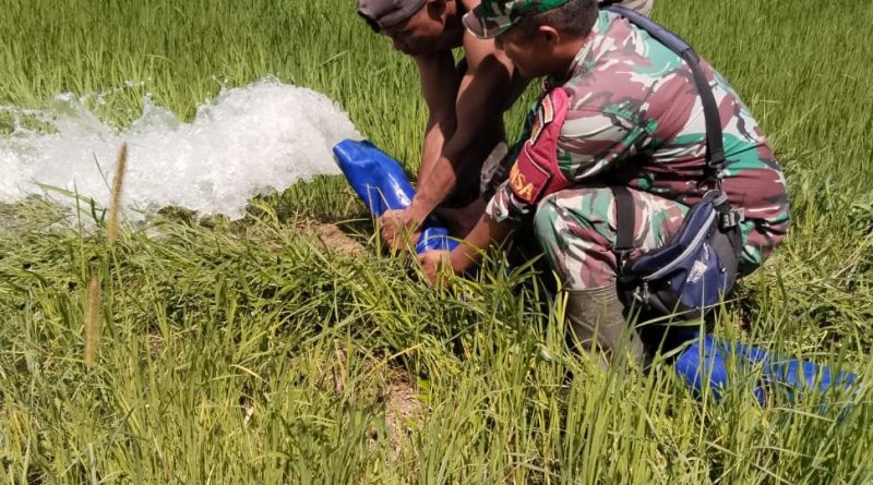 Babinsa Bersama  Kelompok Tani  Uji Coba Mesin Pompanisasi Lahan Persawahan Desa Mayumba