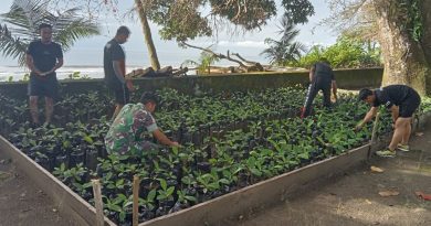 Penyemaian Dan Pembibitan Pohon Ketapang Dan Bibit Mangrove  Di Wilayah Koramil 06/Baturube