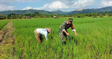 Dukung Program Ketahanan Pangan Nasional Babinsa Kodim 1311/Morowali  Beri Dukungan Tehnik Kepada  Para Petani Padi