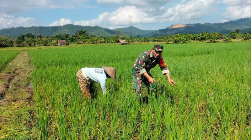 Dukung Program Ketahanan Pangan Nasional Babinsa Kodim 1311/Morowali  Beri Dukungan Tehnik Kepada  Para Petani Padi