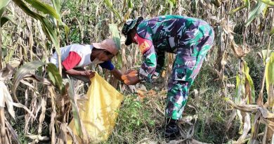 Komitmen TNI Dalam mendukung Kesejahteraan Masyarakat,Babinsa Kodim 1311/Morowali Dampingi Petani Jagung