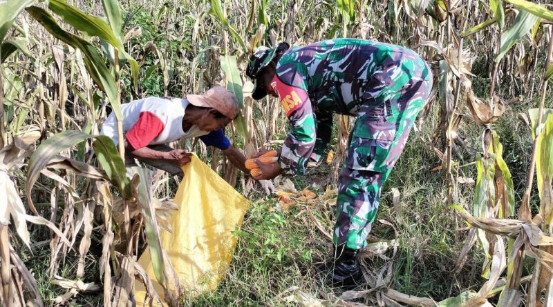 Komitmen TNI Dalam mendukung Kesejahteraan Masyarakat,Babinsa Kodim 1311/Morowali Dampingi Petani Jagung