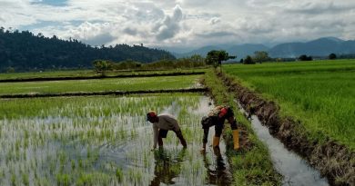 Mendukung Program Ketahanan Pangan Di Kecamatan Bungku Utara,TNI AD Turut Membantu Petani Sawah