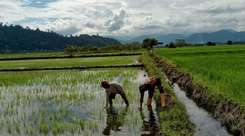 Mendukung Program Ketahanan Pangan Di Kecamatan Bungku Utara,TNI AD Turut Membantu Petani Sawah