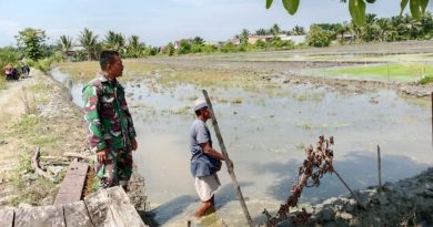 Pengolahan Lahan Sawah Desa Ulu Laa,Babinsa Lakukan Pendampingan