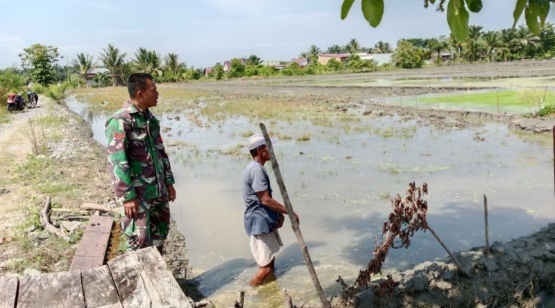 Pengolahan Lahan Sawah Desa Ulu Laa,Babinsa Lakukan Pendampingan