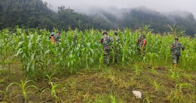 Para Babinsa Koramil 1311-03/Petasia Peduli Terhadap Petani Jagung Desa Bungintimbe