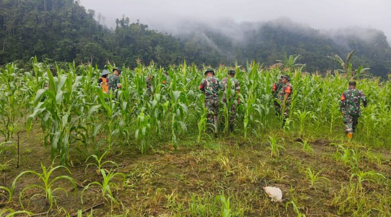 Para Babinsa Koramil 1311-03/Petasia Peduli Terhadap Petani Jagung Desa Bungintimbe