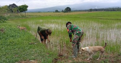 Dukung Ketahanan Pangan, Babinsa Pantau Perkembangan Padi Di Desa Lombontonara