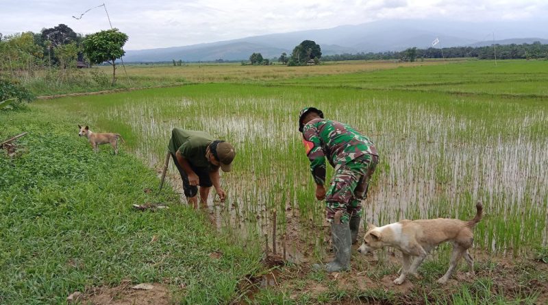 Dukung Ketahanan Pangan, Babinsa Pantau Perkembangan Padi Di Desa Lombontonara