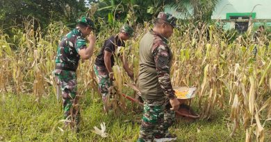 Para Babinsa Koramil 1311-04/Lembo Sukses Panen Jagung 1,3 Ton  Dari Lahan Seluas 0,5  Hektar Di Lahan Koramil