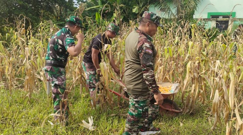 Para Babinsa Koramil 1311-04/Lembo Sukses Panen Jagung 1,3 Ton  Dari Lahan Seluas 0,5  Hektar Di Lahan Koramil