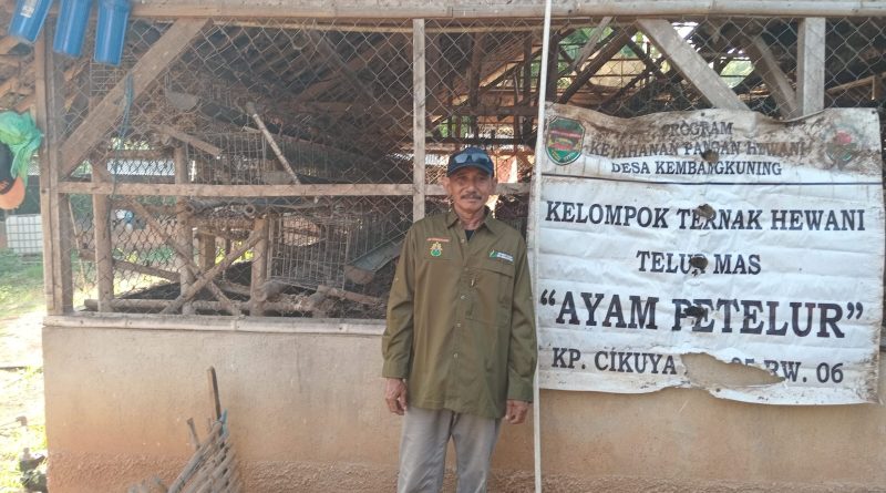 Peremajaan 700 Ekor Ayam Petelur di Desa Kembang Kuning: Langkah Ketahanan Pangan Tahun 2024