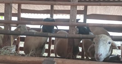 Dugaan Penyelewengan Ketahanan Pangan Hewani di Desa Cibatu: Sapi dan Domba Hilang